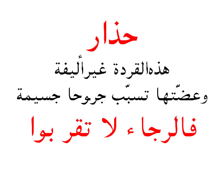 These Monkeys Bite ... in Algerian Arabic
