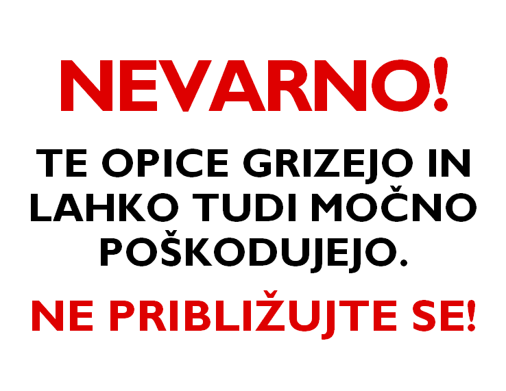 These Monkeys Bite ... in Slovenian